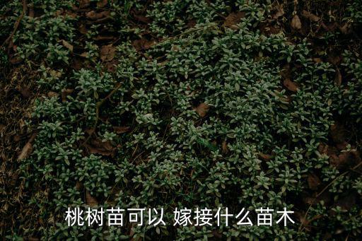 桃樹(shù)苗可以 嫁接什么苗木