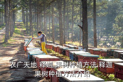 釋迦果樹,種子長成植株后需修剪釋迦果樹四大注意事項