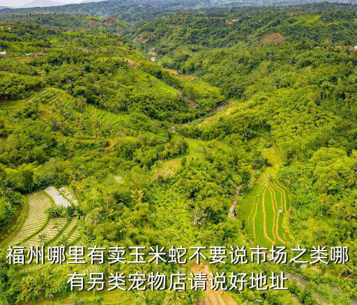福州哪里有賣玉米蛇不要說市場之類哪有另類寵物店請說好地址