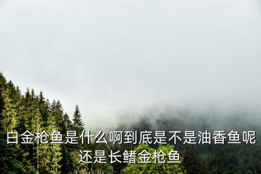 白金槍魚是什么啊到底是不是油香魚呢還是長鰭金槍魚