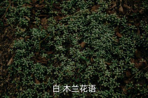 木蘭花語(yǔ),教師節(jié)送老師紫玉蘭花開滿枝頭