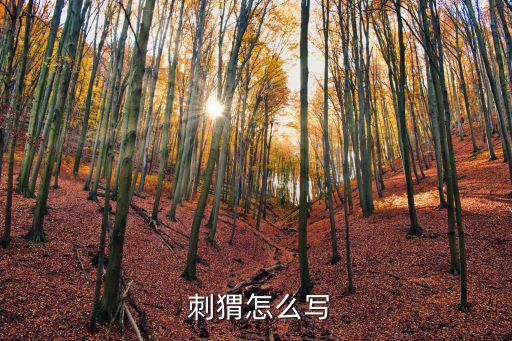  刺猬怎么寫