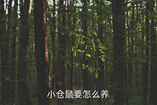 小倉鼠怎么養，小倉鼠要怎么養