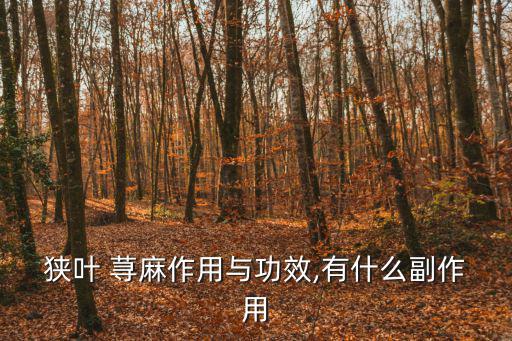 蕁麻的功效與作用,全草入藥治療蛇咬傷黃麻根洗根治濕疹