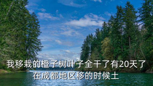 成都市樹木移栽，風(fēng)景樹外地移栽需要什么手續(xù)