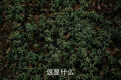 成都市金邊黃楊地苗，成都地區哪里有樹苗種子出售成都不行在中國范圍也可以特別是