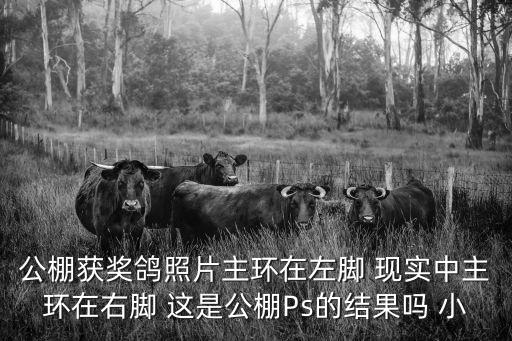 成都市蓉城杯信鴿獲獎(jiǎng)鴿圖片欣賞，鴿子2015030105857是哪里的鴿子 有什么參賽記錄 獲得過(guò)什么獎(jiǎng)項(xiàng)