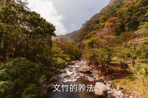 文竹的養(yǎng)法