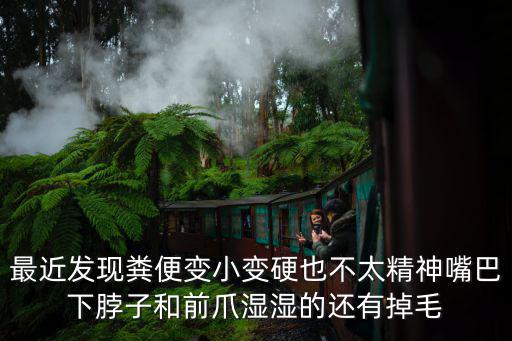 最近發(fā)現(xiàn)糞便變小變硬也不太精神嘴巴下脖子和前爪濕濕的還有掉毛