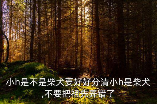 小h是不是柴犬要好好分清小h是柴犬,不要把祖先弄錯了