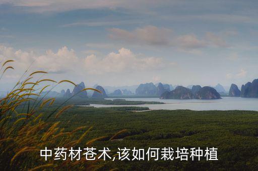 中藥材蒼術,該如何栽培種植