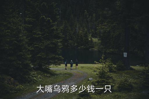 大嘴烏鴉，大嘴烏鴉多少錢一只