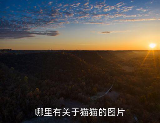 哪里有關于貓貓的圖片