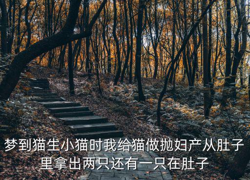 夢到貓生小貓時我給貓做拋婦產從肚子里拿出兩只還有一只在肚子