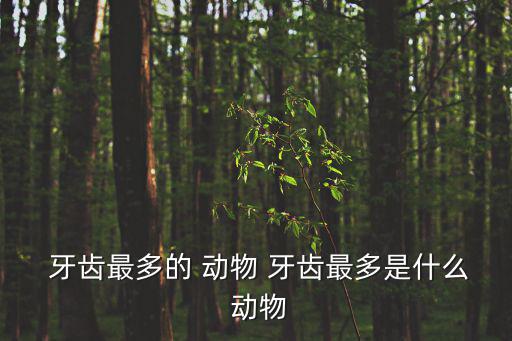  牙齒最多的 動物 牙齒最多是什么 動物