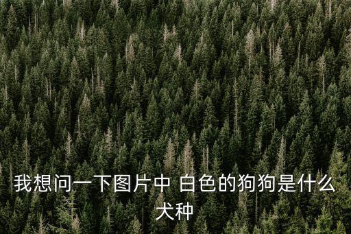 我想問一下圖片中 白色的狗狗是什么犬種