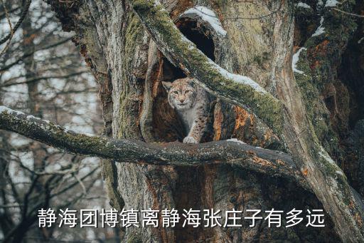 天津市靜海縣梁頭鎮張莊子村，天津靜海梁頭鎮有那幾個自然村被劃出去到國家級子牙環保生態園區區