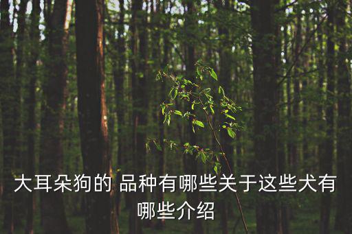 長(zhǎng)耳朵狗狗的品種,耳朵蓋住耳道的狗可以當(dāng)看門狗!