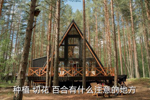 種植 切花 百合有什么注意的地方