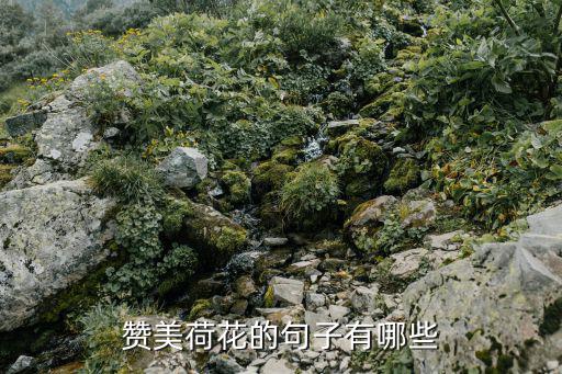 贊美荷花的句子有哪些