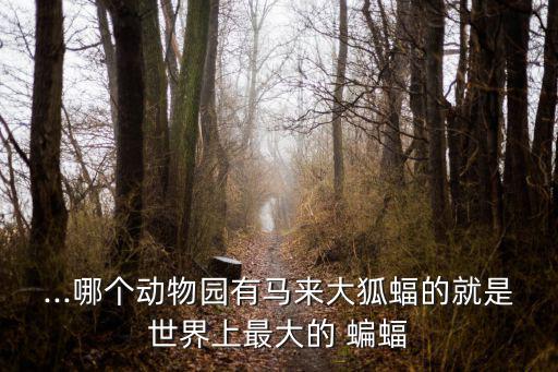 ...哪個動物園有馬來大狐蝠的就是世界上最大的 蝙蝠