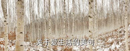 關于愛生活的美句
