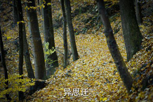什么異思遷，異思遷