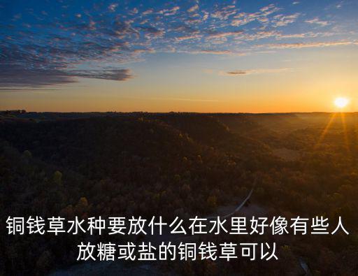 銅錢草水種要放什么在水里好像有些人放糖或鹽的銅錢草可以