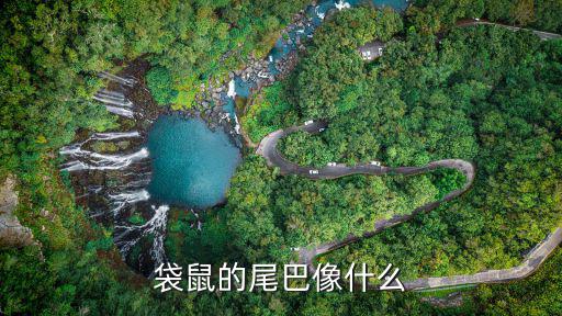 袋鼠的尾巴像什么