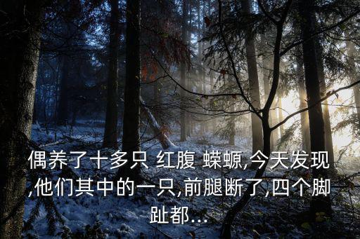 紅腹蠑螈,玻璃缸養(yǎng)和水草有益健康!