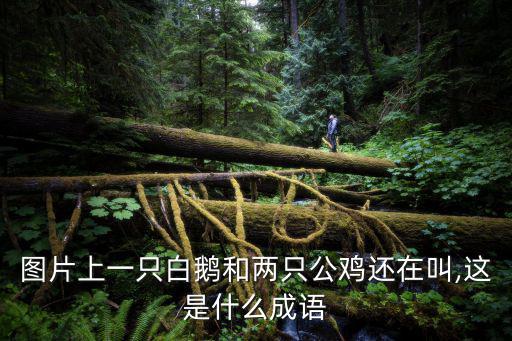 圖片上一只白鵝和兩只公雞還在叫,這是什么成語