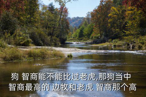狗 智商能不能比過老虎,那狗當中 智商最高的 邊牧和老虎 智商那個高