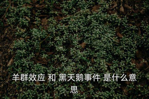 羊群效應 和 黑天鵝事件 是什么意思