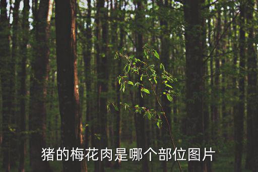 豬的圖片大全,豬脖子上第一刀肉被稱為梅花肉