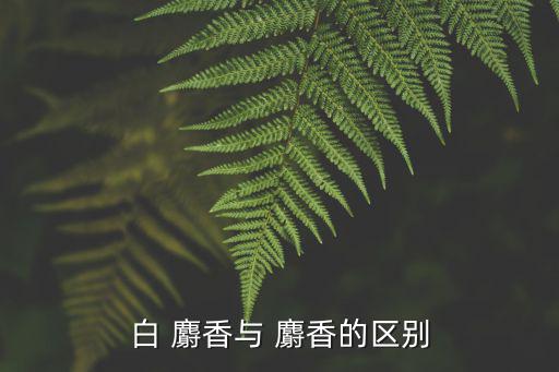 白 麝香與 麝香的區(qū)別