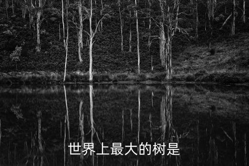 世界上最大的樹是