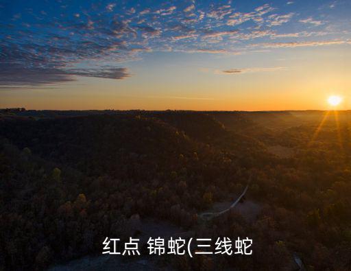  紅點 錦蛇(三線蛇