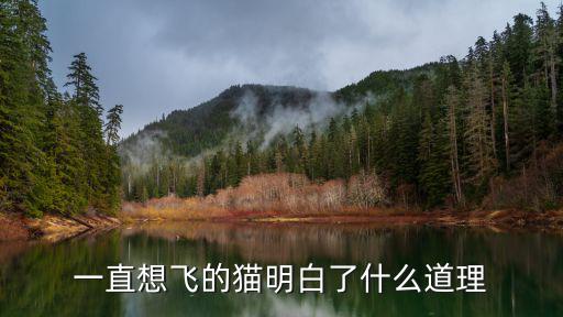 一直想飛的貓明白了什么道理