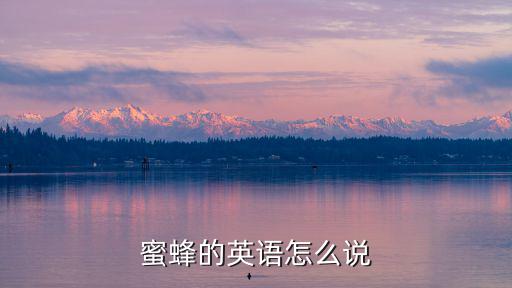 蜜蜂的英語怎么說