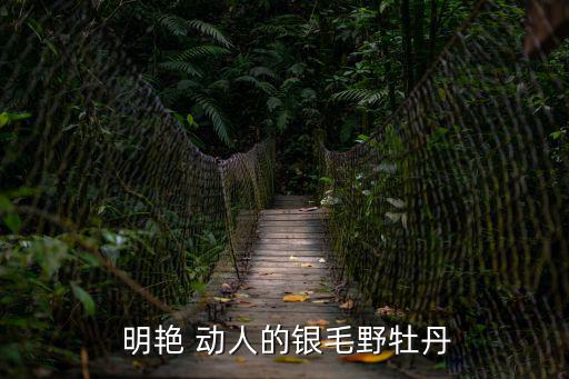  明艷 動人的銀毛野牡丹