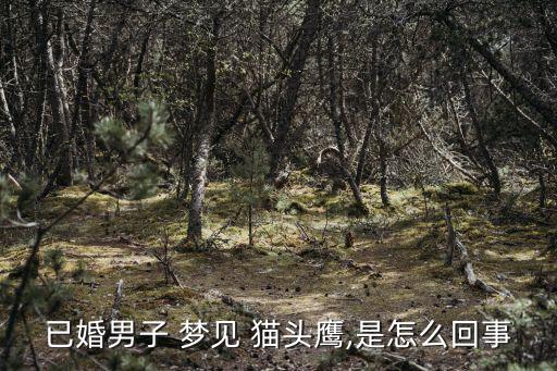 夢見貓頭鷹是什么預兆