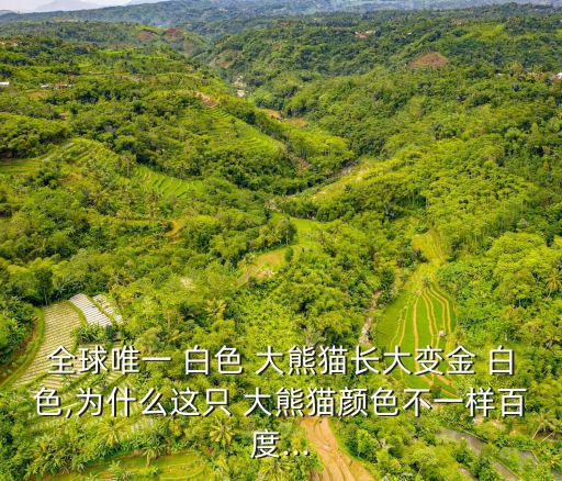 白色大熊貓,全球唯一的白色大熊貓世界珍稀