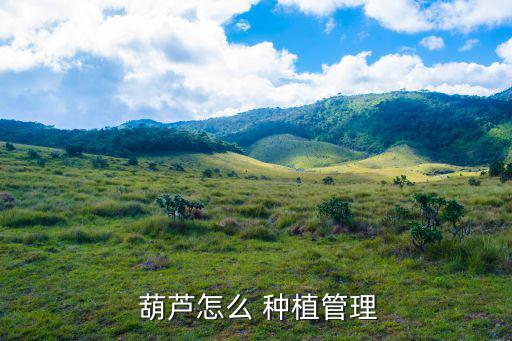 葫蘆種植,觀賞葫蘆成熱門品種苗木成長周期縮短