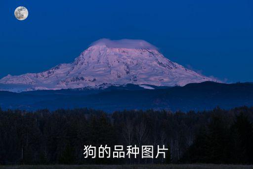 狗的品種圖片