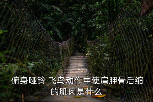 俯身飛鳥,什么樣的啞鈴飛鳥?看這里!