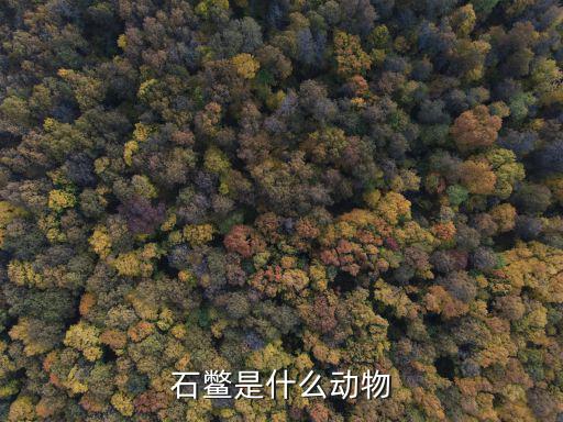 石鱉是什么動物
