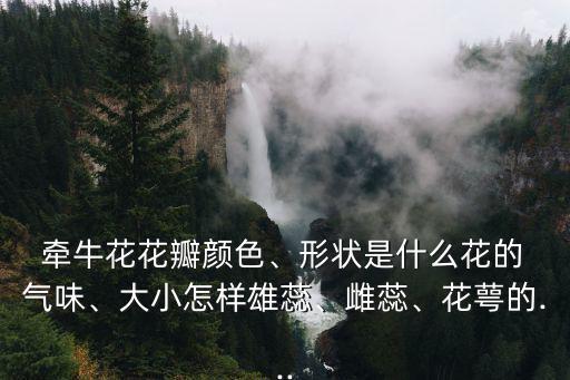  牽牛花花瓣顏色、形狀是什么花的 氣味、大小怎樣雄蕊、雌蕊、花萼的...