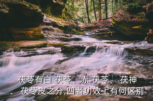  茯苓有白 茯苓、赤 茯苓、 茯神、 茯苓皮之分,四者功效上有何區(qū)別