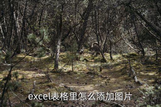 excel表格里怎么添加圖片