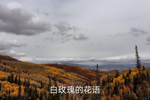 白玫瑰的花語